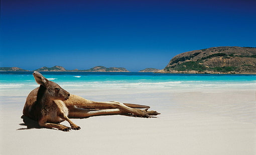 коричневый кенгуру, животные, кенгуру, пляж, HD обои HD wallpaper
