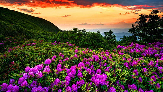 Ungu Musim Semi Bunga Hutan Hijau Awan Merah Tua Pemandangan Gunung Latar Belakang Sunset Hd 3840 × 2160, Wallpaper HD HD wallpaper