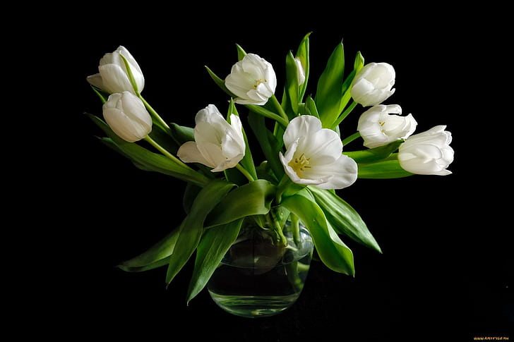 Pure Spring?, six white petals flower plant, pure, nature, tulips, green, white, flowers, spring, arrangement, love, wonderful, nature and landscape, HD wallpaper