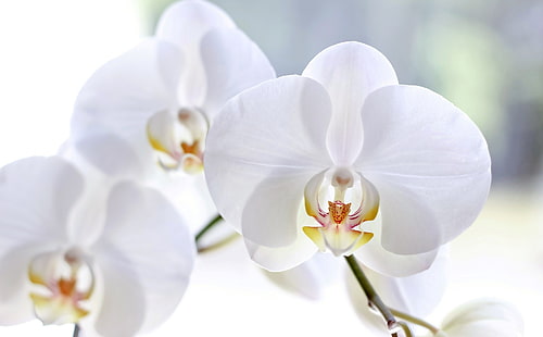 white moth orchids, macro, flowers, petals, white, orchids, Phalaenopsis, HD wallpaper HD wallpaper