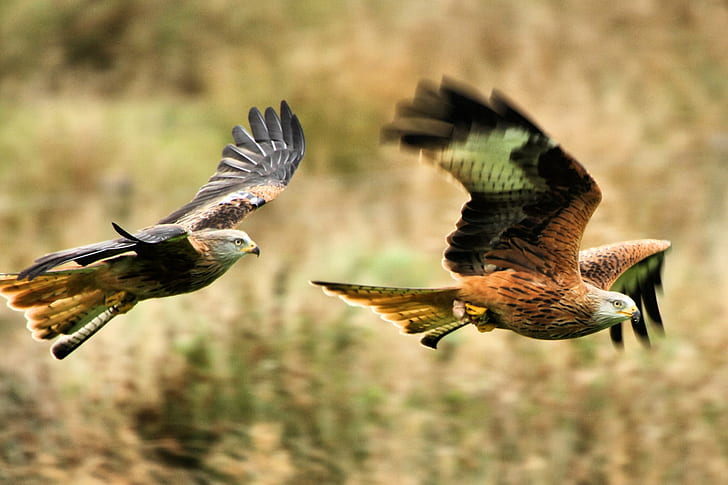 Tiltshift lens photography of brown and white eagles, Red Kites, Farm, Wales, Tiltshift lens, photography, brown, white eagles, Red Kite, bird, bird of Prey, wildlife, hawk - Bird, nature, animal, flying, carnivore, animals In The Wild, animals Hunting, animal Wing, HD wallpaper