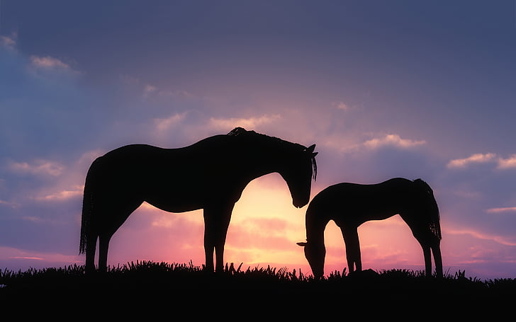 Horses, Sunset, CGI, HD, HD wallpaper