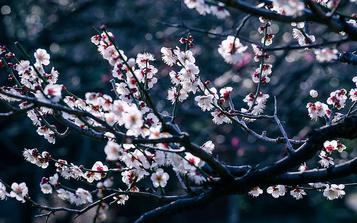 pohon bunga putih, bunga, bunga sakura, pohon, cabang, bokeh, kedalaman lapangan, Wallpaper HD