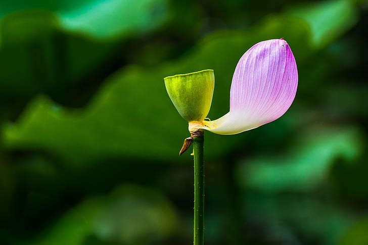 satu merah muda kelopak di taman, ketidaksempurnaan, satu, merah muda, kelopak, taman, Flickr, bunga lotus, taman, tidak sempurna, Tokyo Jepang, alam, tanaman, Kepala bunga, bunga, teratai Air Lily, daun, Wallpaper HD