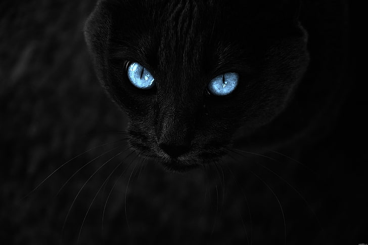 black cat, blue eyes, close-up, muzzle, cats, Animal, HD wallpaper