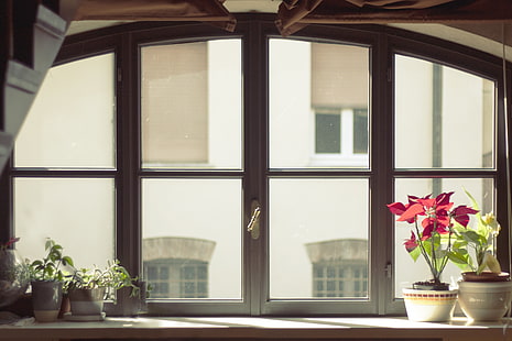 ventana de vidrio transparente con marco de madera marrón, vidrio, flores, ventanas, macetas, Fondo de pantalla HD HD wallpaper