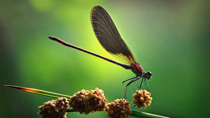 nature, flying, animals, green, artwork, dragonflies, insect, plants, macro, HD wallpaper