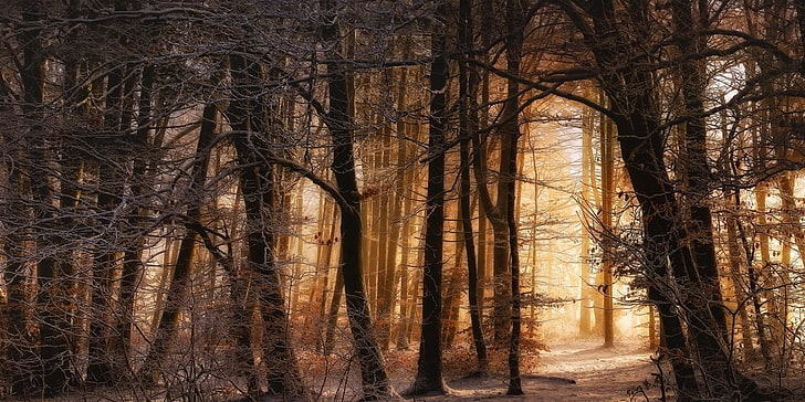 textil de camuflaje de árbol real marrón y negro, naturaleza, paisaje, invierno, bosque, árboles, nieve, luz solar, Fondo de pantalla HD