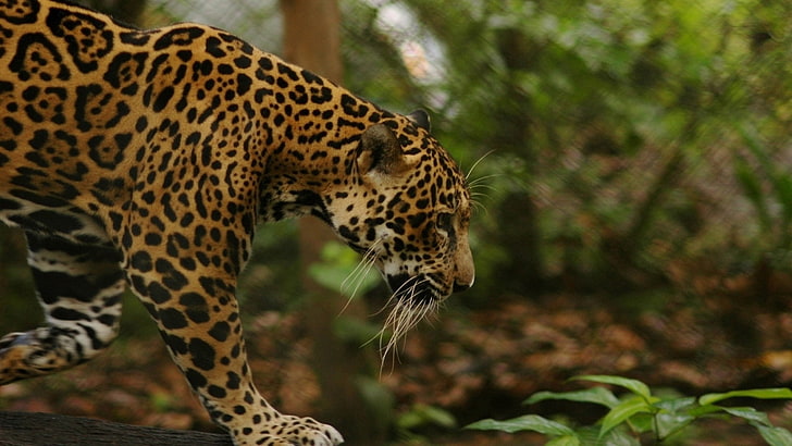 jaguar negro y marrón, jaguar, hierba, gato grande, caminar, Fondo de pantalla HD