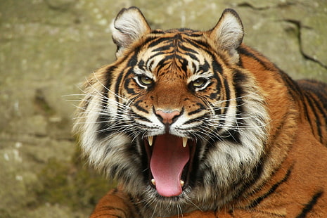 Tiger, fantastisk, orange tiger, tiger, porträtt, vy, falla, fantastiska djur, s, widescreen, hd upplösning, hd bakgrunder, HD tapet HD wallpaper