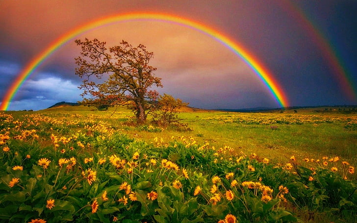 Earth, Rainbow, Daisy, Field, Tree, Yellow Flower, HD wallpaper