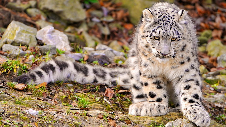 beyaz ve siyah leopar baskı tekstil, doğa, manzara, hayvanlar, kar leoparı, leopar (hayvan), HD masaüstü duvar kağıdı