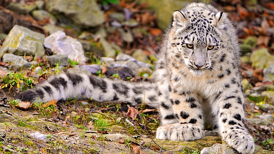 textile imprimé léopard blanc et noir, nature, paysage, animaux, léopards des neiges, léopard (animal), Fond d'écran HD HD wallpaper