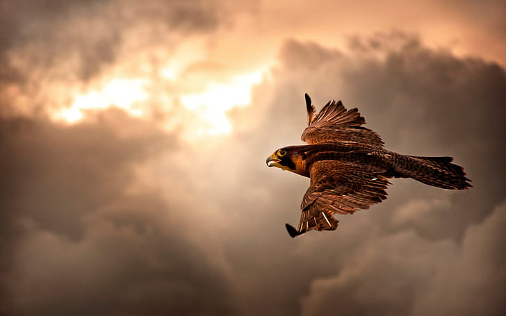 Falcon dalam Penerbangan, elang, Wallpaper HD
