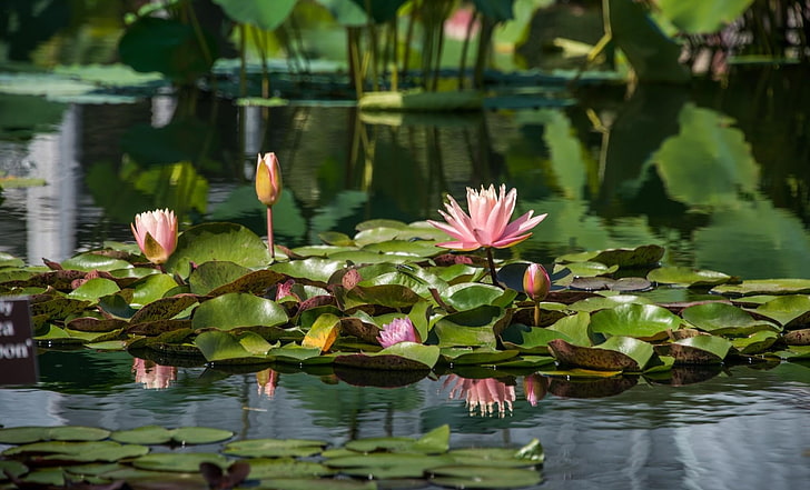 цветы розового лотоса, водяные лилии, листья, пруд, вода, отражение, HD обои