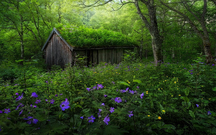brown wooden shack near tree illustration, nature, landscape, forest, spring, Norway, wildflowers, hut, abandoned, trees, green, purple, yellow, shrubs, HD wallpaper