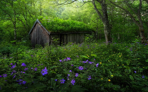 cabaña de madera marrón cerca de la ilustración del árbol, naturaleza, paisaje, bosque, primavera, Noruega, flores silvestres, choza, abandonado, árboles, verde, púrpura, amarillo, arbustos, Fondo de pantalla HD HD wallpaper