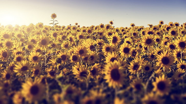 слънчогледово поле, поле, цветя, слънчева светлина, слънчогледи, HD тапет