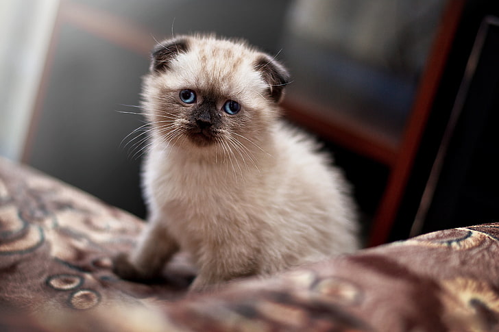 Siamese cat, scot, lop-eared, kitten, cute, HD wallpaper