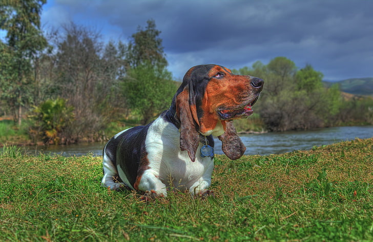 rumput, alam, sungai, anjing, anjing Basset, Wallpaper HD
