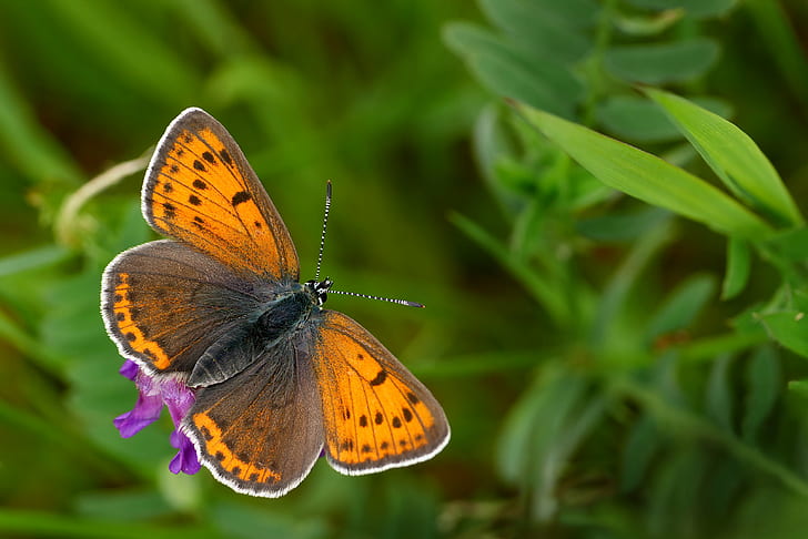 brown and black butterfly, Lycaena hippothoe, bei, brown, black butterfly, Lycaenidae, Purple-edged copper, GX7, Rode, płomieniec, insect, butterfly - Insect, nature, animal Wing, animal, summer, beauty In Nature, close-up, multi Colored, HD wallpaper