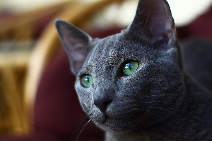 короткошерстный серый кот, кот, морда, серый, HD обои