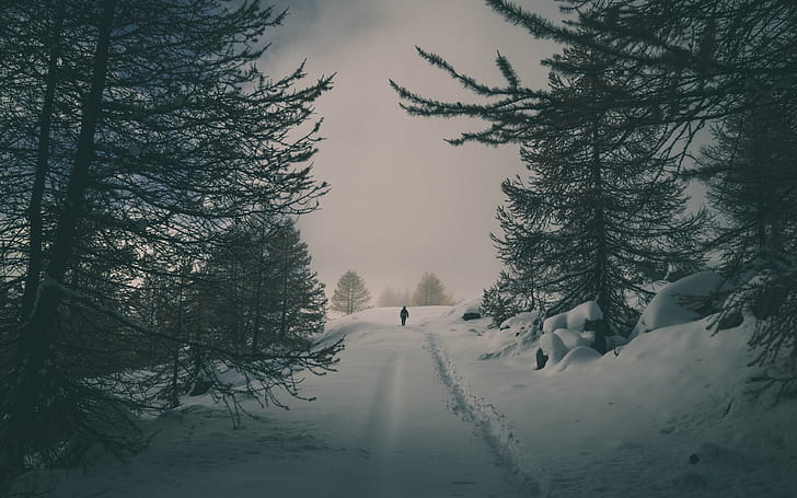 pemandangan, salju, hutan, pohon, musim dingin, Wallpaper HD