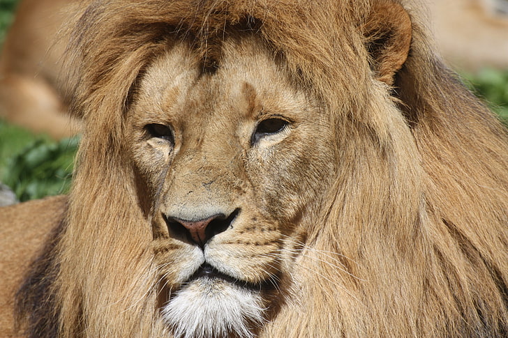 brown lion, lion, mane, predator, big cat, HD wallpaper