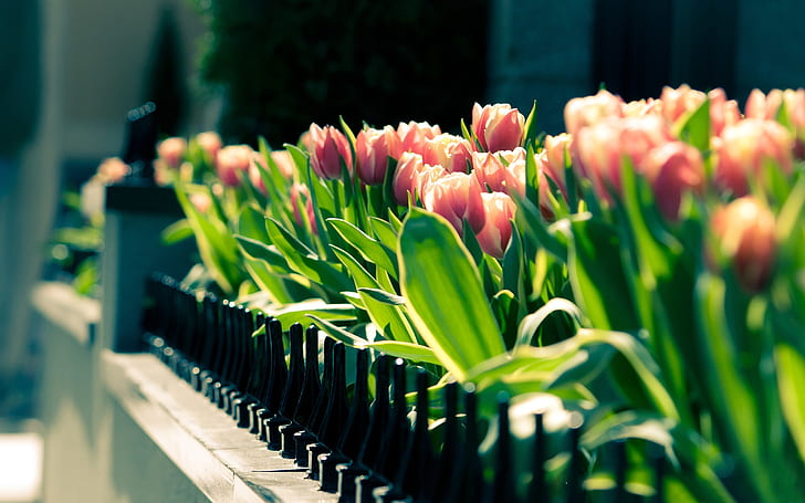 Весенние тюльпаны цветок крупным планом, размытые фотографии, Весна, тюльпан, цветок, размыты, фотография, HD обои