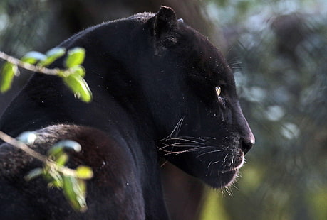 black panther, majestic, looking away, predator, big cats, wild, Animal, HD wallpaper HD wallpaper