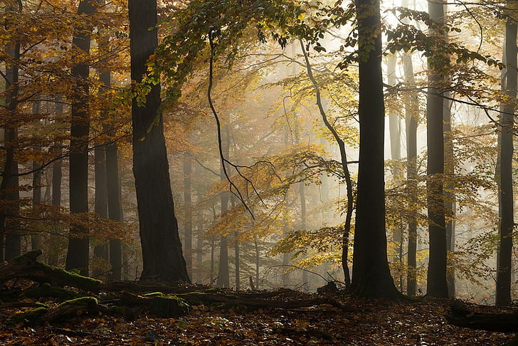 forêt, matin, feuilles, jaune, Allemagne, atmosphère, automne, hêtre, arbres, soleil, nature, paysage, Fond d'écran HD