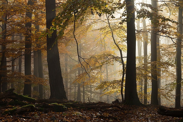 много лиственных деревьев, пейзаж, лес, солнечный свет, осень, атмосфера, утро, бук, деревья, жёлтый, листья, Германия, природа, HD обои