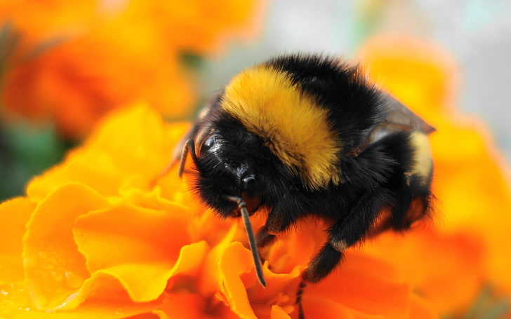 lebah hitam dan kuning, lebah, bunga, bergaris, serangga, Wallpaper HD