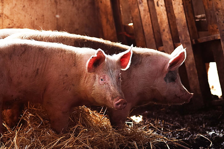 pigs, animals, farm, sunlight, hay, dirt, looking at viewer, brown, HD wallpaper