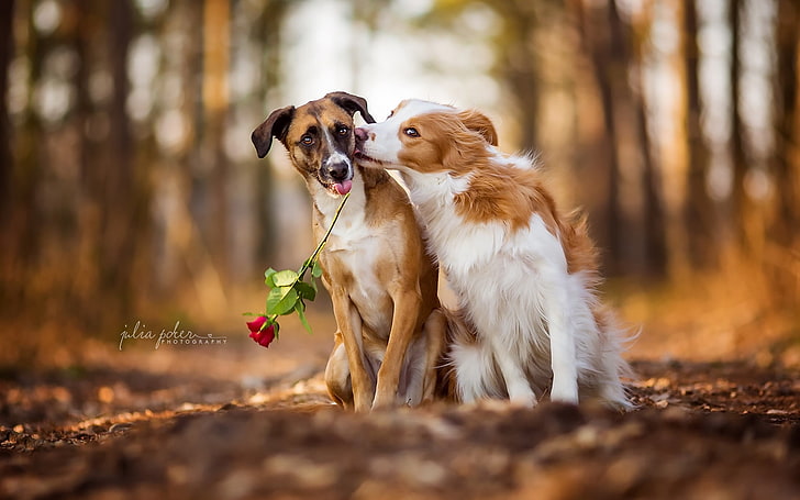 two long-coated white and tan dogs, flowers, nature, rose, animals, dog, HD wallpaper