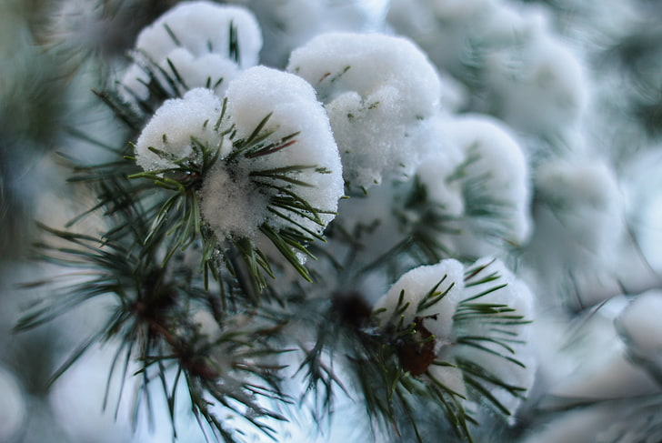planta de hojas verdes, abeto, rama, nieve, invierno, Fondo de pantalla HD