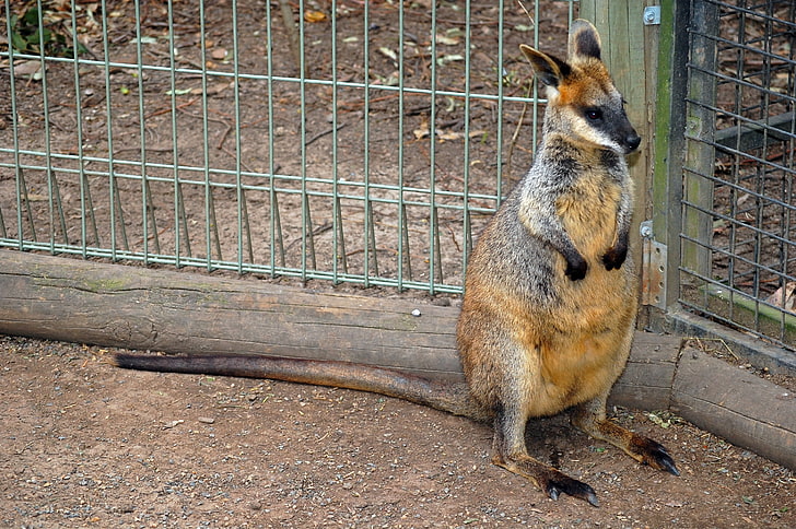 braunes Känguru, Wallabys, Sumpf, Zoo, beschmutzt, HD-Hintergrundbild