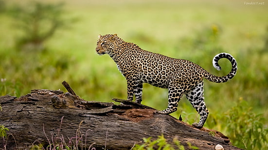 animales, carnivoro, felino, leopardos, HD wallpaper HD wallpaper