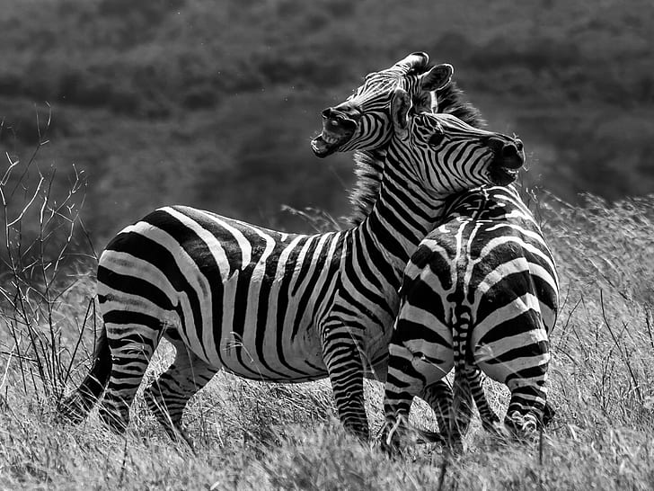 greyscale photography of two zebra on field, zebras, zebras, Duelling, Zebras, greyscale, photography, zebra, field, Africa, Ngorongoro Crater, Olympus E-510, SLR, Tanzania, Zuiko Digital, animal, black-and-white, digital-camera, digital-slr, duel, family, fight, grass, holiday, mammal, nature, outdoors, pattern, safari, stripes, vacation, wild, wildlife, safari Animals, striped, animals In The Wild, savannah, horse Family, black Color, plain, east Africa, wildlife Reserve, kenya, wilderness Area, black And White, steppe, national Park, herd, HD wallpaper