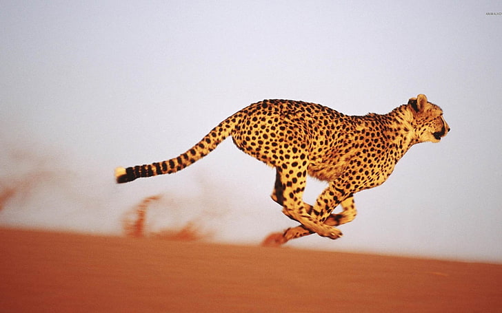 Running Cheetah-Natural animal photography Wallpap.., brown and black leopard, HD wallpaper