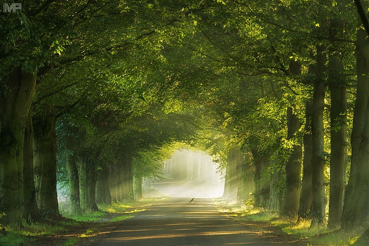 illustrazione della foresta, fotografia, natura, paesaggio, mattina, luce del sole, strada, nebbia, erba, verde, uccelli, arco, tunnel, Paesi Bassi, Sfondo HD