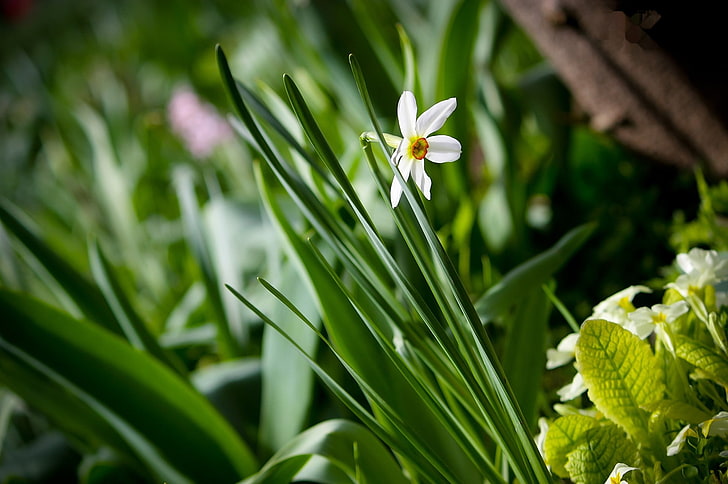 white flwoer, narcissus, green, close-up, HD wallpaper