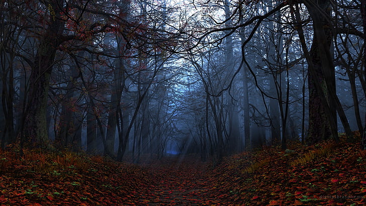 Forest Autumn Sunlight Dark Leaves Path Trail Trees HD, nature, trees, sunlight, forest, dark, leaves, autumn, path, trail, HD wallpaper