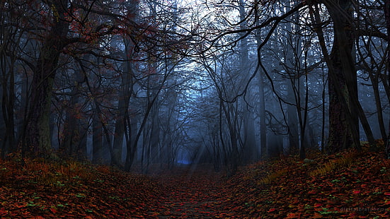 Forest Autumn Sunlight Dark Leaves Path Trail Drzewa HD, natura, drzewa, światło słoneczne, las, ciemność, liście, jesień, ścieżka, szlak, Tapety HD HD wallpaper