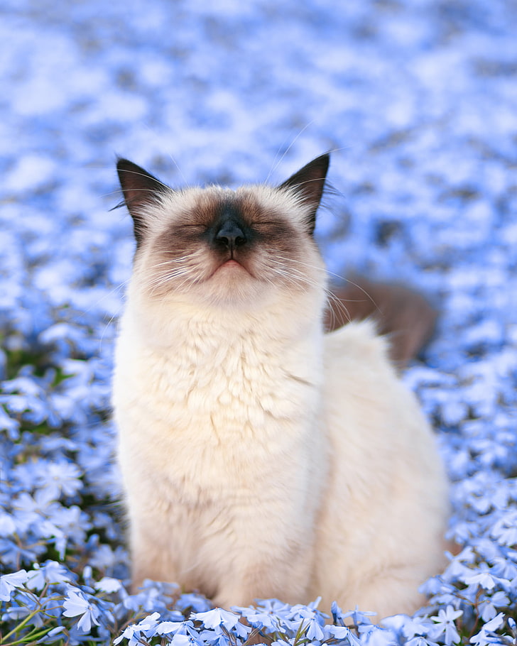 braune und weiße Tabbykatze, Katze, Blumen, Tiere, HD-Hintergrundbild, Handy-Hintergrundbild