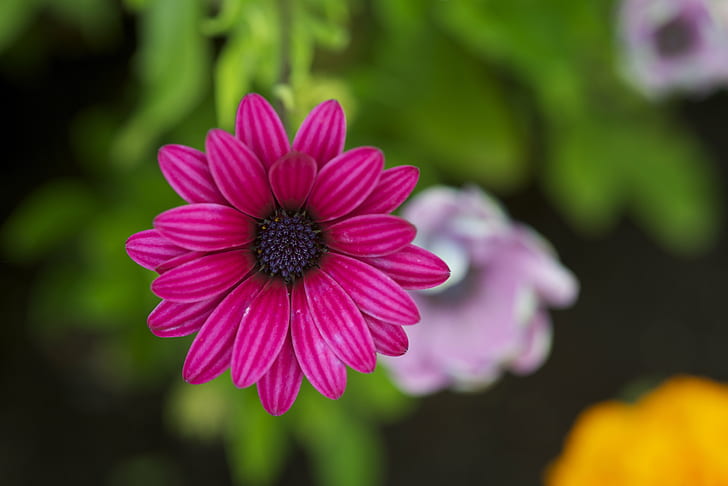 foto fokus selektif dari bunga merah muda-petaled, alam, tanaman, bunga, daun bunga, musim panas, Warna pink, close-up, kepala bunga, Wallpaper HD