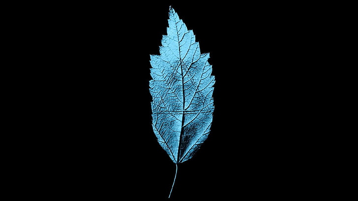 blue leaf, artwork, nature, Fringe (TV series), leaves, cyan, black background, simple, HD wallpaper