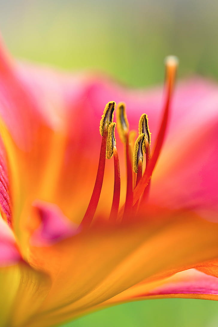 red and orange daylily flower, lily, orange daylily, flower  flower, flowers, floral, macro, closeup, lilies, stamens, Denver Botanic Gardens, Colorado, summer, nature, plant, flower, petal, close-up, flower Head, yellow, beauty In Nature, HD wallpaper