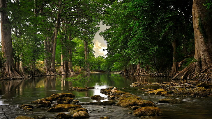 Rio En El Bosque, дърво и река, bosque, en el, 3d и абстрактно, HD тапет