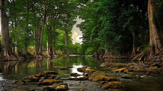 Rio En El Bosque, arbre et rivière, bosque, en el, 3d et abstrait, Fond d'écran HD HD wallpaper